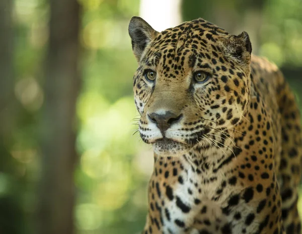 Leopard Kruger National Park Jižní Afrika — Stock fotografie