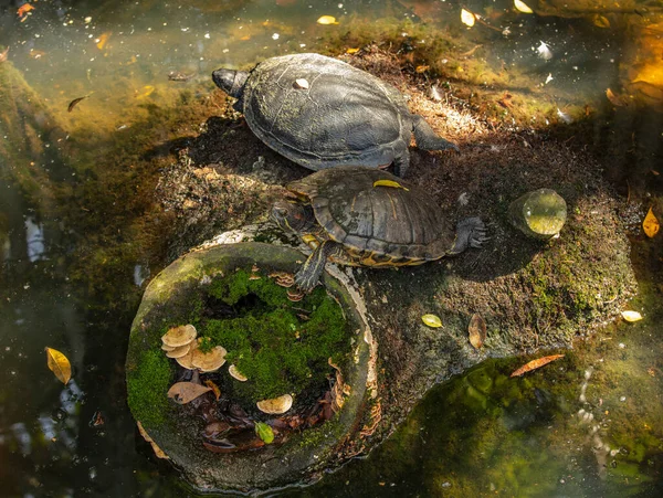 Schildkröten Teich — Stockfoto