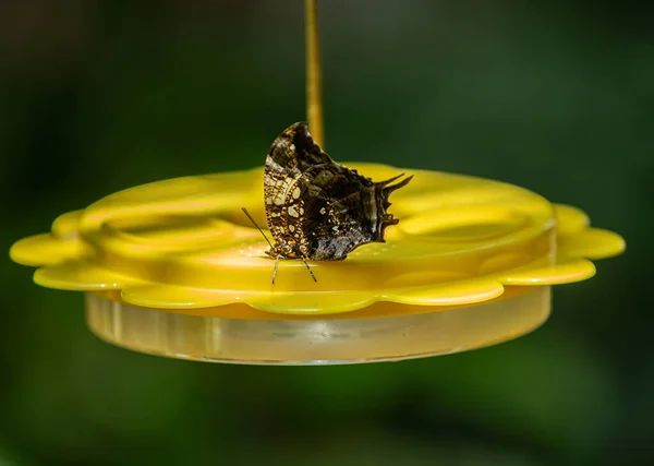 Mariposa Detenido Comer Plato Néctar — Foto de Stock