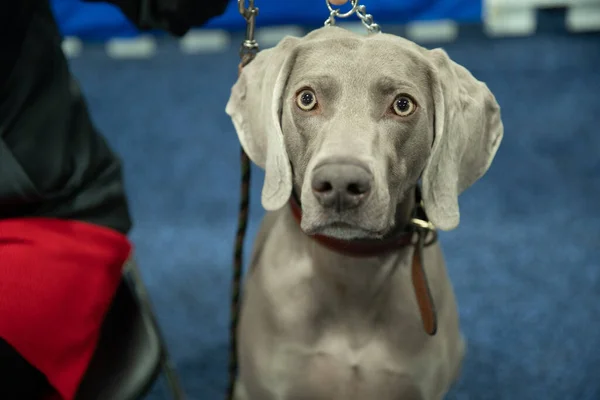 Novi Michigan Verenigde Staten 2020 Michigan Winter Dog Classic Expo — Stockfoto