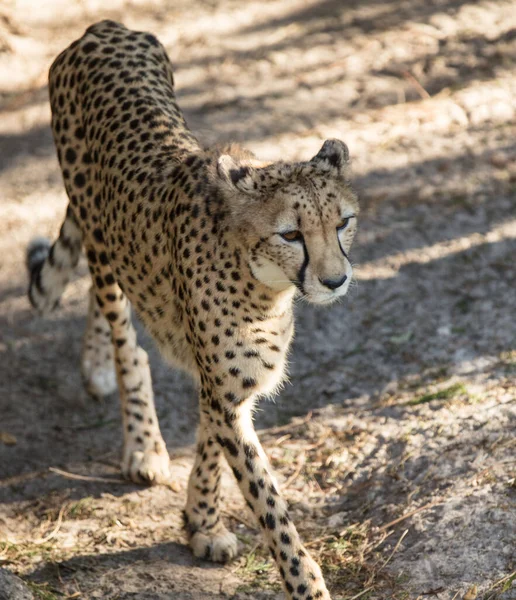 Guépard Dans Parc National Kruger Afrique Sud — Photo