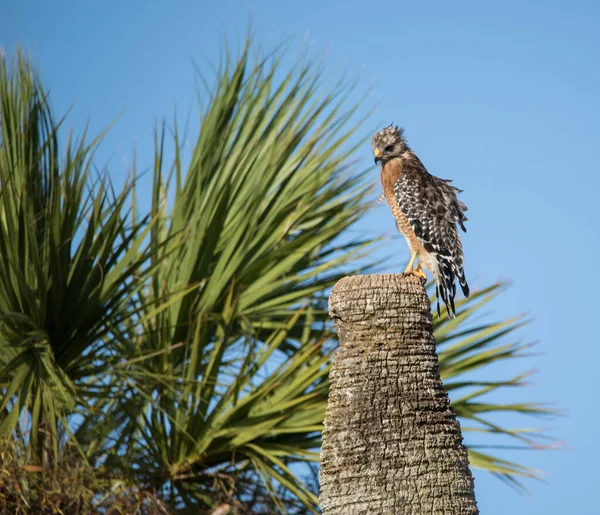 Bird Nest Roof Tree — Stock Photo, Image
