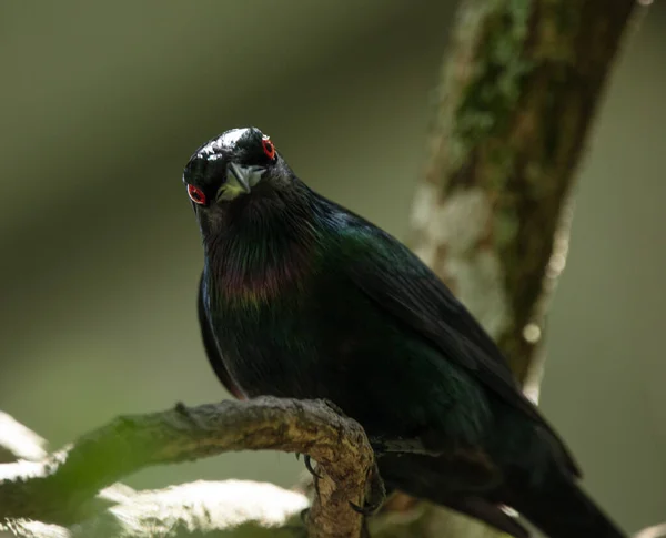 Primo Piano Uccello — Foto Stock