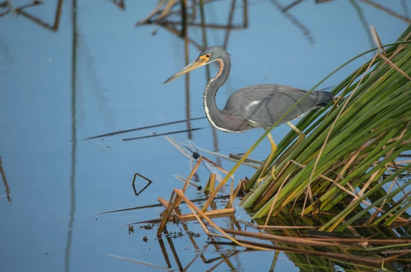 Vogel Teichwasser Dreifarbiger Reiher — Stockfoto