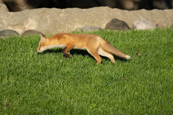 Cuccioli Volpe Rossa Esplorare Parco Una Giornata Sole — Foto Stock