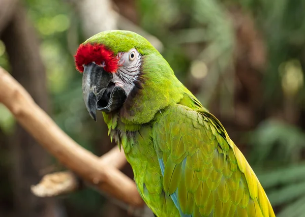 Grande Arara Verde Viu Você — Fotografia de Stock