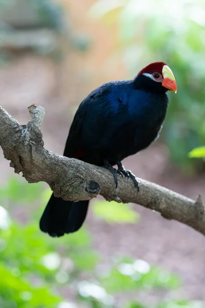 violet turaco bird, nature fauna