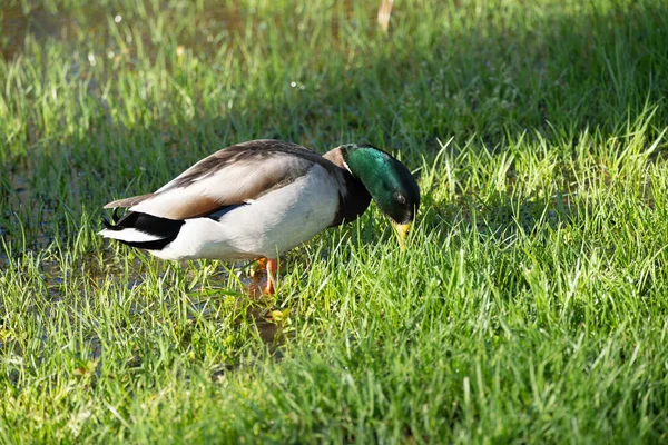 Une Paire Canards Dans Herbe — Photo