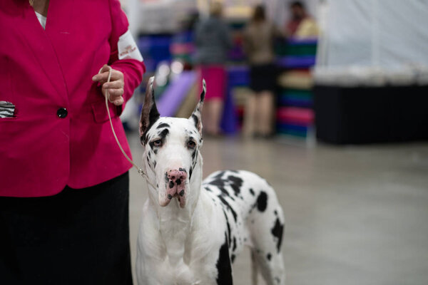 Novi, Michigan, USA - 01.17.2020: Michigan Winter Dog Classic Expo 2020 Day 1