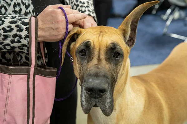 Grote Dane Met Een Hangende Oor Kijkt Naar — Stockfoto