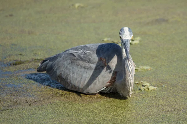 Pájaro Agua Del Estanque Gran Garza Azul — Foto de Stock