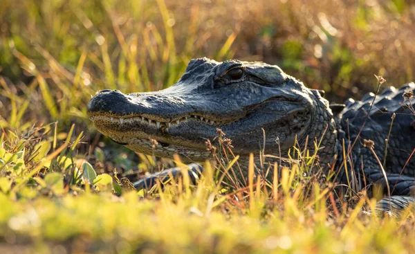 Krokodil Het Gras — Stockfoto
