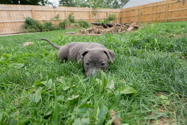 Pitbull Štěně Hraje Trávě — Stock fotografie