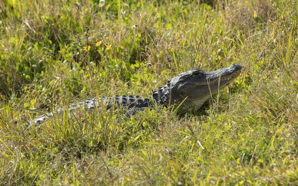 Crocodile Grass — Stock Photo, Image