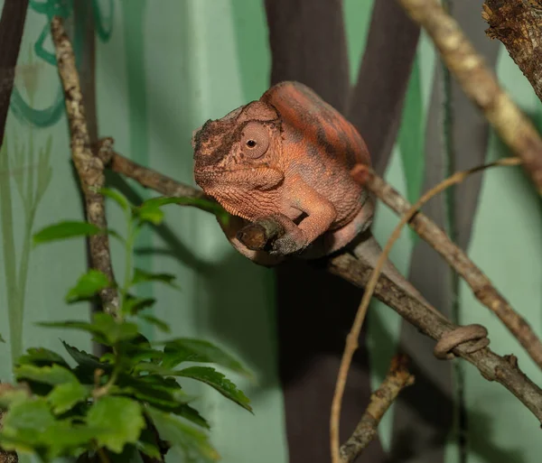 Dospělých Chameleon Dostane Vedlejší Profil — Stock fotografie