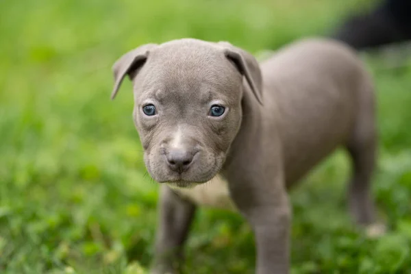 Bedårande Grå Valp Hund Grönt Gräs Äng — Stockfoto