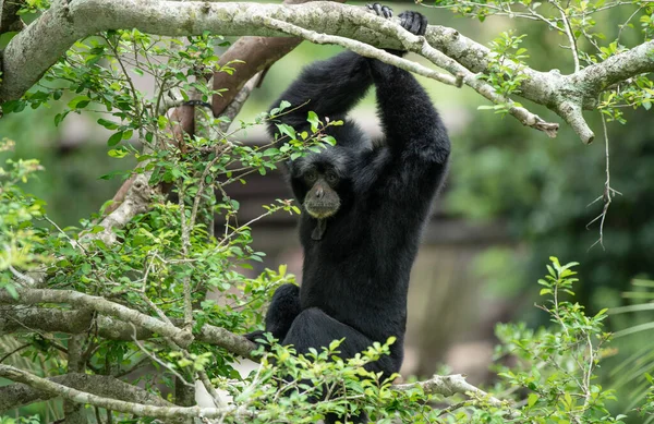 動物園の低地の猿は — ストック写真