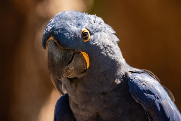 Närbild Papegoja Fågel — Stockfoto