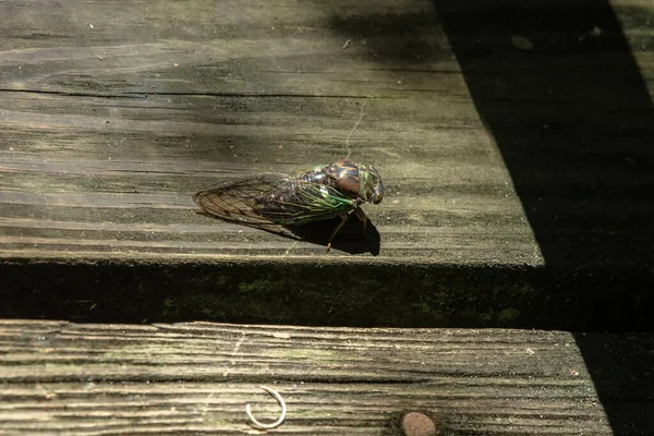 Dospělých Cicada Dává Vedlejší Profil Zatímco Zpívá Pro Vás — Stock fotografie