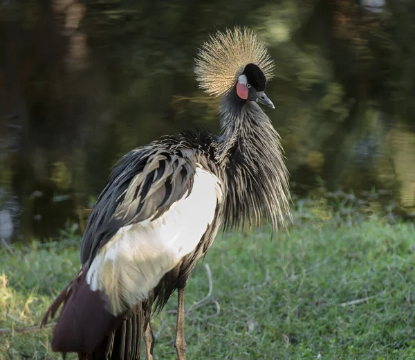 Egy Közeli Kép Egy Madárról Parkban — Stock Fotó