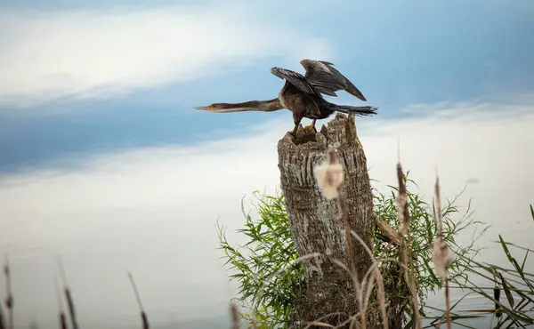 Anhinga Postures Mate Sunny Day — Stock Photo, Image