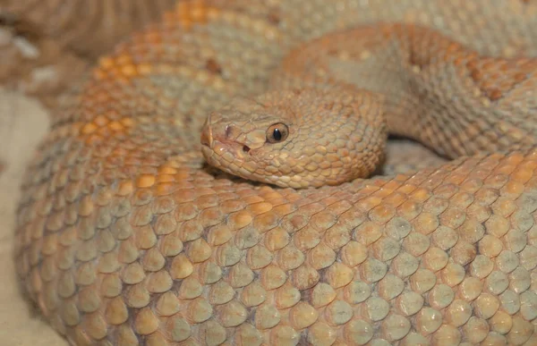 Hayvanat bahçesindeki bir yılana yaklaş
