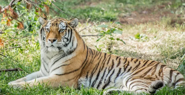 Tigru Grădina Zoologică — Fotografie, imagine de stoc