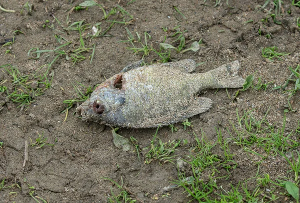 Fish Has Died Washed Ashore Royalty Free Stock Images