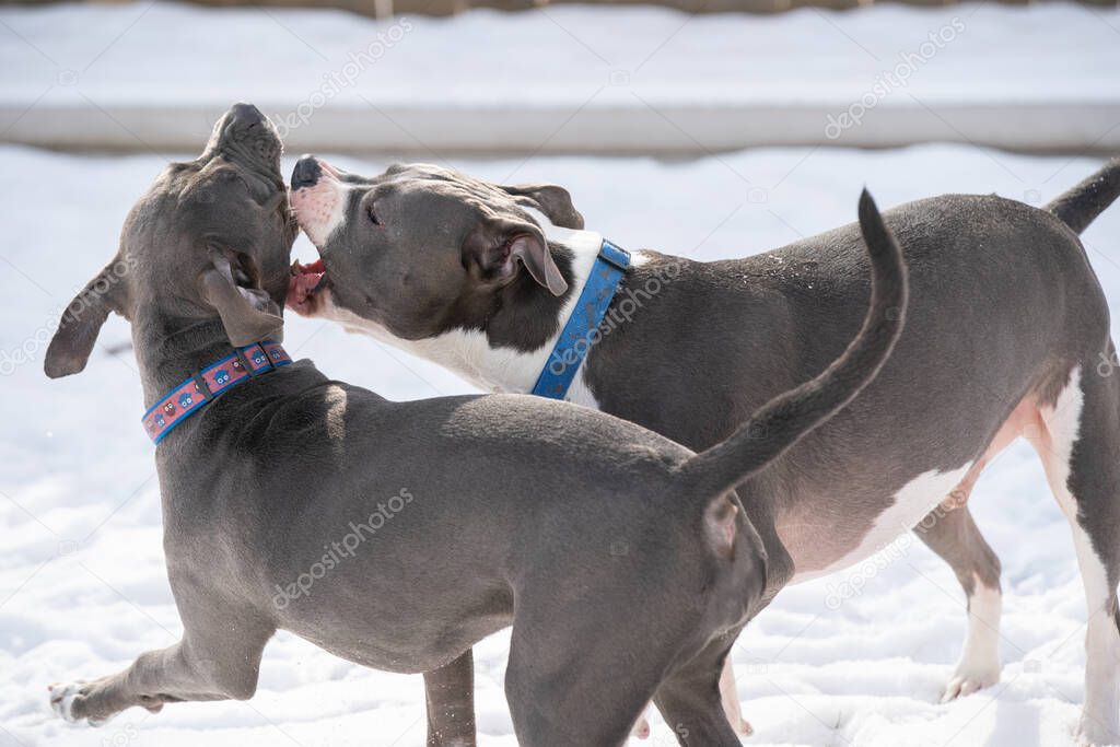 pitbull plays with his sister pitbull