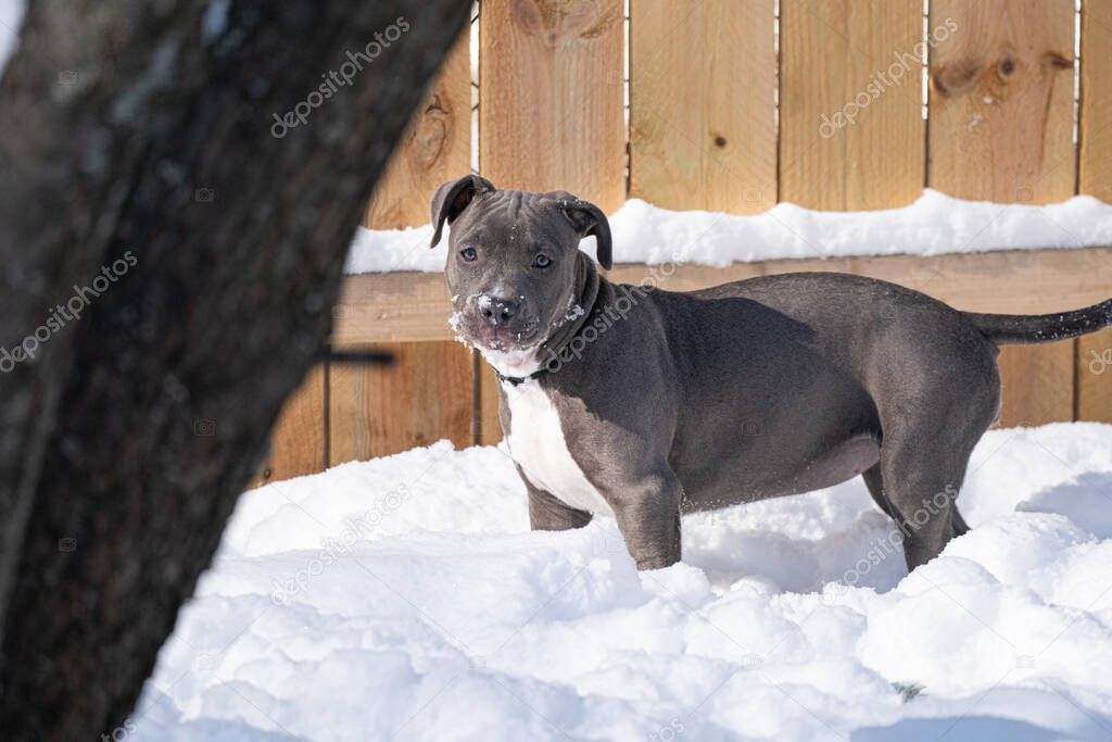 pitbull puppy has spotted you in the snow