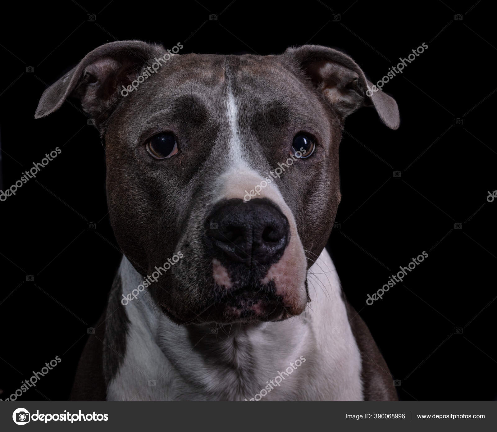 american pitbull terrier black american pitbull terrier black