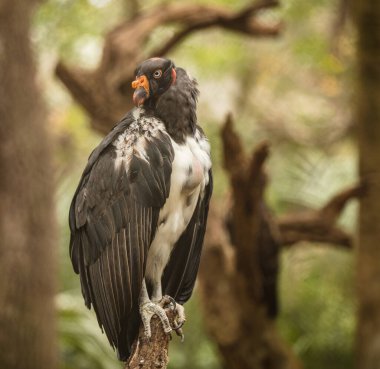 Hayvanat bahçesinde bir yırtıcı kuş