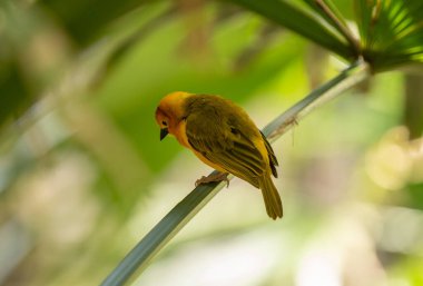 Altın dokumacı ilginç bir şey fark etti.