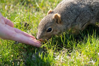 Çimenlerdeki şirin sincap
