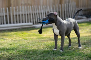 Gri köpek arka bahçede oynuyor. En sevdiği oyuncağı, Stéfordshire Terrier köpeği.