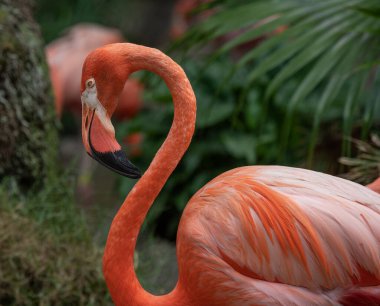 Hayvanat bahçesinde pembe flamingo