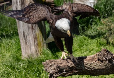 Kel Kartal tüneğine iniyor.
