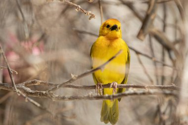 Golden Weaver güneşli bir günde tünemiş aktivistleri izliyor.