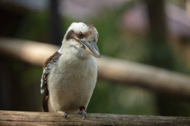 Bir dalda oturan kuşa yaklaş