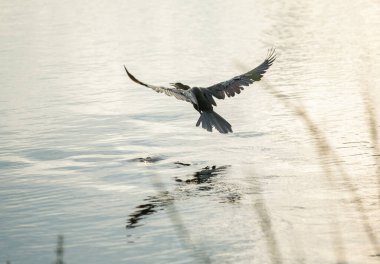 Martı suda uçuyor.