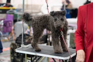Novi, Michigan, ABD - 01.17.2020: Michigan Kış Köpeği Klasik Fuarı
