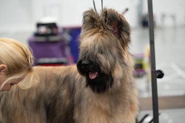 Novi, Michigan, ABD - 01.17.2020: Michigan Kış Köpeği Klasik Fuarı