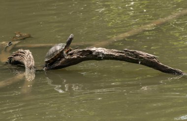 Gevşemiş kaplumbağa güneşleniyor güneşli bir günde