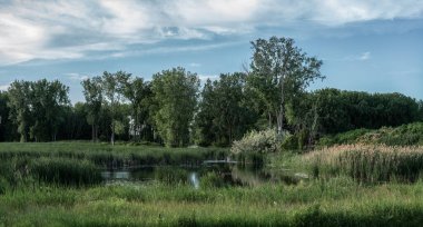 Bataklıklarda huzurlu bir an