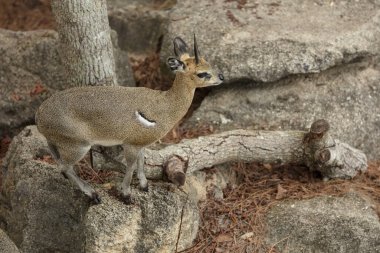 Hayvanat bahçesinde genç bir kanguru