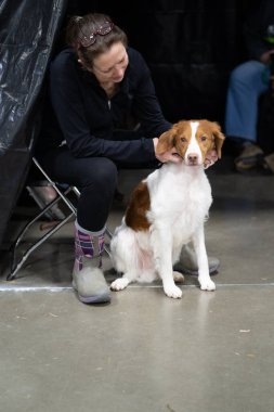Novi, Michigan, ABD - 01.17.2020: Michigan Kış Köpeği Klasik Fuarı