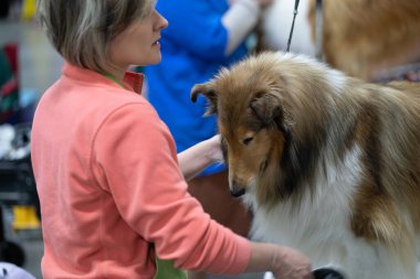 Novi, Michigan, ABD - 01.17.2020: Michigan Kış Köpeği Klasik Fuarı