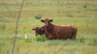 meraklı inekler seni izliyor.