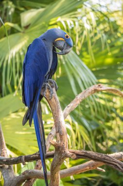 Kafesteki kuş, doğal ortamında.