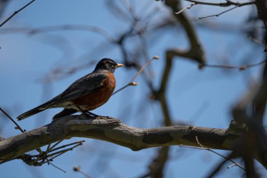 Kışın yırtıcı bir kuş.